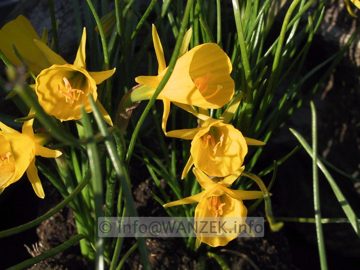 Narcissus bulbocodium Golden Bell 03.JPG